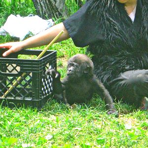 May 2013 - Gorilla World - Baby Gladys