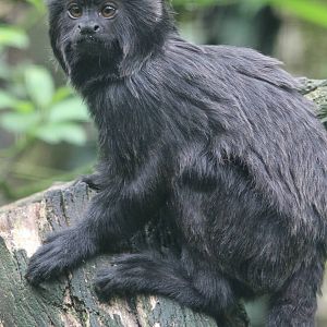 Goeldi's monkey