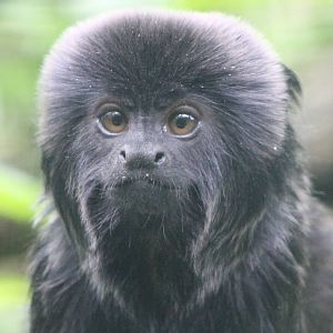 Goeldi's monkey