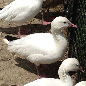 Lesser Snow Goose