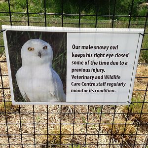 Snowy Owl Signage