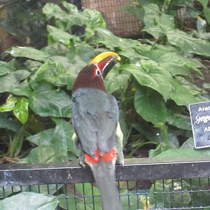 Green Aracari