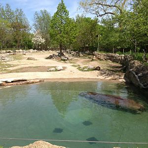 River Hippo Exhibit