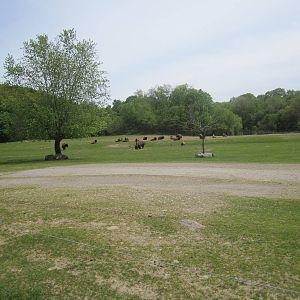 Wood Bison Exhibit