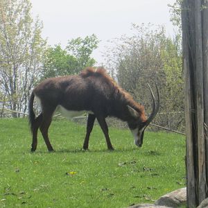 Sable Antelope