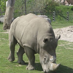 White Rhino