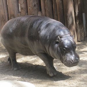 Pygmy Hippo
