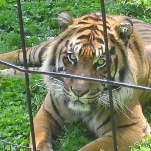 Sumatran Tiger