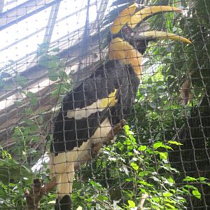 Concave Casqued Hornbill