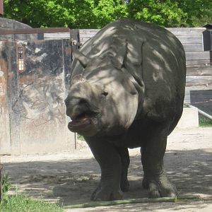 Indian Rhino