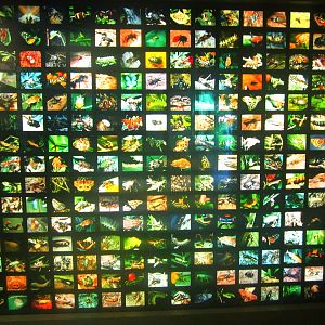 May 2013 - World of the Insect