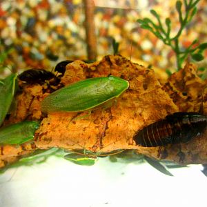 May 2013 - World of the Insect - Green Leaf Cockroach