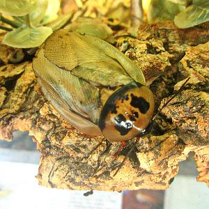 May 2013 - World of the Insect - Bat Cave Cockroach