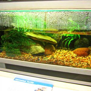 May 2013 - World of the Insect - Baby African Helmeted Turtle Exhibit