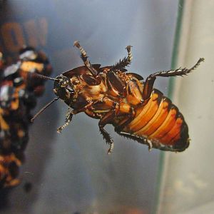 May 2013 - World of the Insect - Madagascar Hissing Cockroach