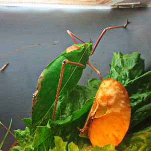 May 2013 - World of the Insect - Malayan Leaf Katydid