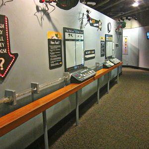 May 2013 - World of the Insect - Leaf-cutter Ant Interaction Area