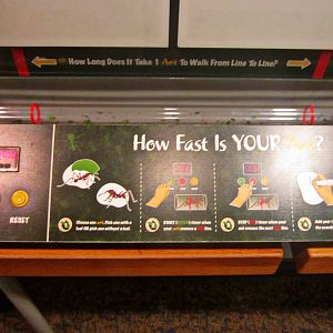 May 2013 - World of the Insect - Leaf-cutter Ant Interactive Area