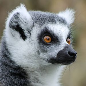 Portrait ring-tailed lemur