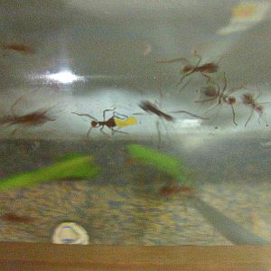 May 2013 - World of the Insect - Working Leaf-cutter Ants