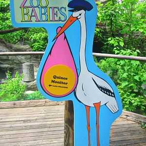 May 2013 - Dragons! - Zoo Babies - Quince Monitor