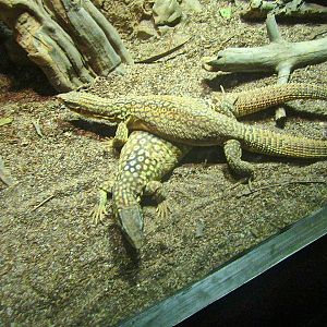 May 2013 - Dragons! - Ackies Dwarf Monitor