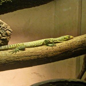 May 2013 - Dragons! - Baby Quince Monitor