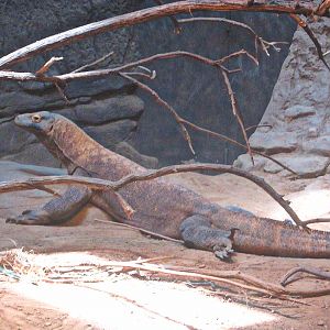 May 2013 - Dragons! - Komodo Dragon