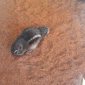 Antelope Ground Squirrel