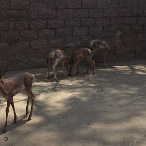 Latest Peninsular Pronghorn Offspring