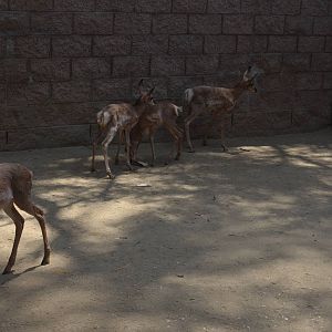 Latest Peninsular Pronghorn Offspring