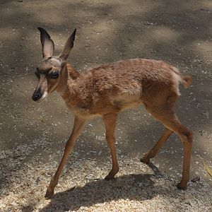 Peninsular Pronghorn Youngster
