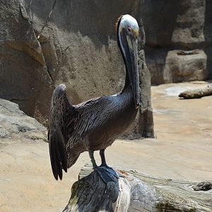 California Brown Pelican