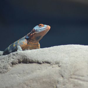 Cape Rock Lizard