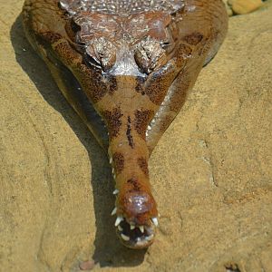 False Gharial