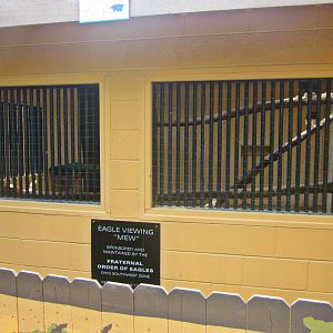 May 2013 - Wings of Wonder - Rhinoceros Hornbill Show Holding