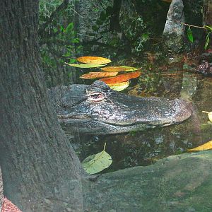 May 2013 - Manatee Springs - American Alligator
