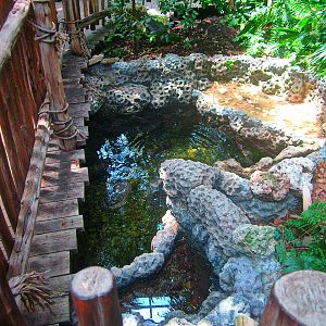 May 2013 - Manatee Springs - Mixed Turtle + Gar Pond