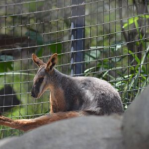 Yellow-footed Rock Wallaby