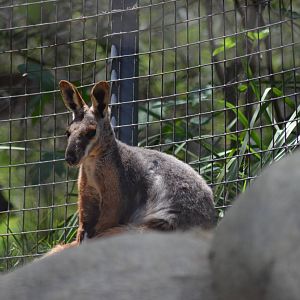 Yellow-footed Rock Wallaby