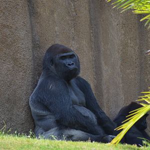 Lowland Gorillas