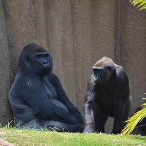 Lowland Gorillas