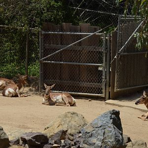 Peninsular Pronghorns