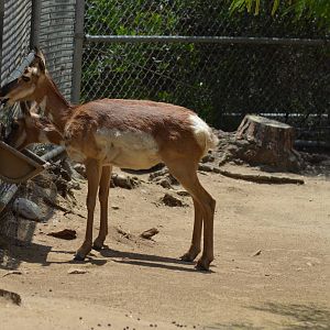 Peninsular Pronghorns