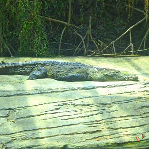 May 2013 - Manatee Springs - American Crocodile