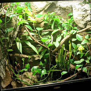 May 2013 - Manatee Springs - Pitcher Plant Exhibit