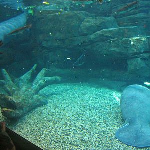 May 2013 - Manatee Springs - Betsy + Woodstock