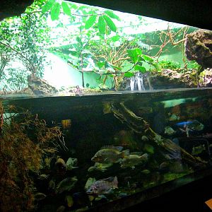 May 2013 - Manatee Springs - Infamous Alien Invaders