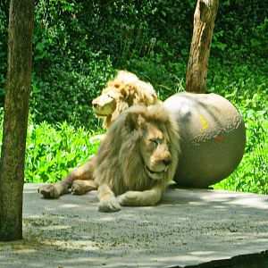 May 2013 - White Lions of Timbavati
