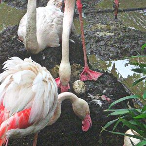 May 2013 - Flamingo Cove - Greater Flamingos Switching Shifts